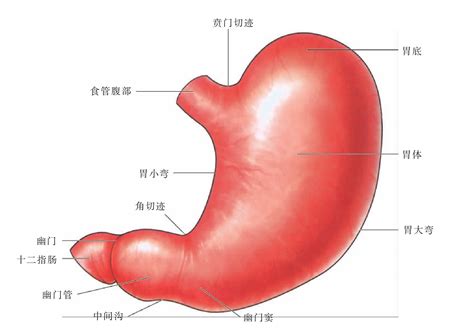 胃位置|胃部解剖图详细图